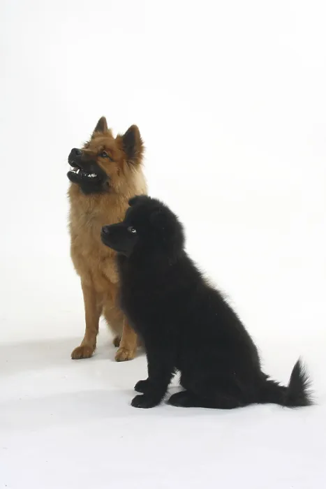 Framed Print : Eurasier with puppy, 14 weeks Framed Print : Eurasier with puppy, 14 weeks