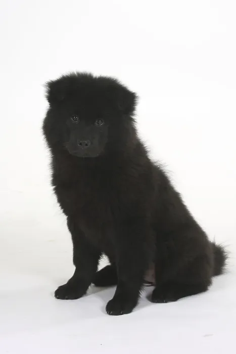 Framed Print : Eurasier, puppy, 14 weeks