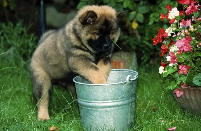 Framed Print : Eurasier, puppy, 9 weeks, with bucket