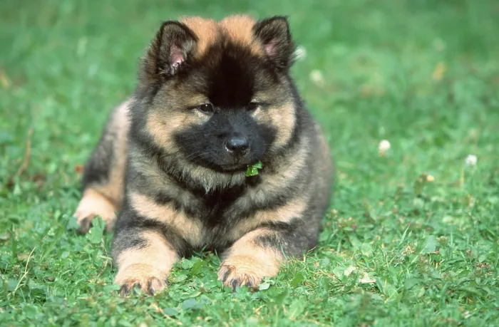 Framed Print : Eurasier, puppy, 9 weeks old, Puppy Framed Print : Eurasier, puppy, 9 weeks old, Puppy