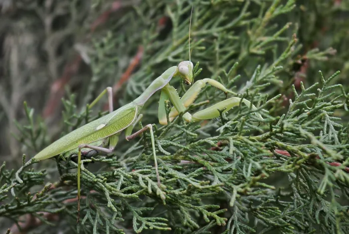 Framed Print : Europaeische Gottesanbeterin (Mantis religiosa) sitzt in Vegetation