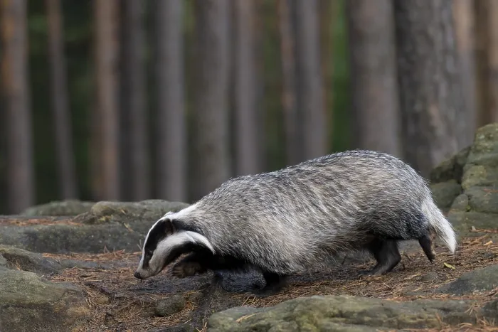 Framed Print : European badger (Meles meles) in the forest