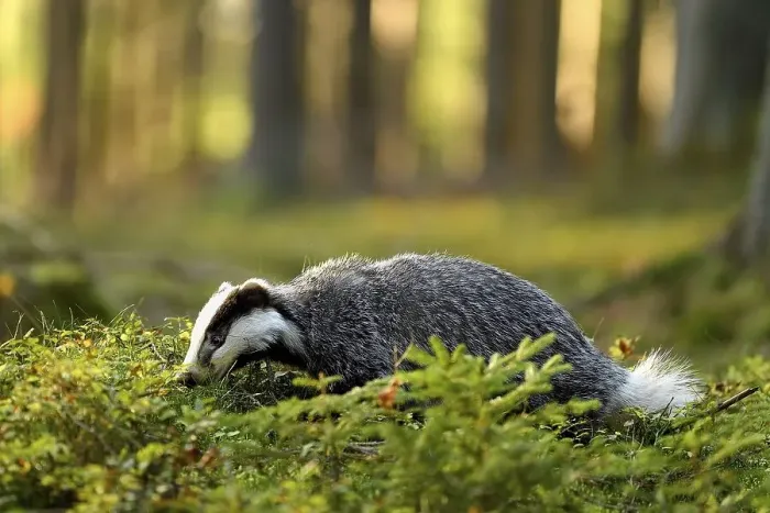 Framed Print : European badger (Meles meles), in the forest looking for food in the first morning light