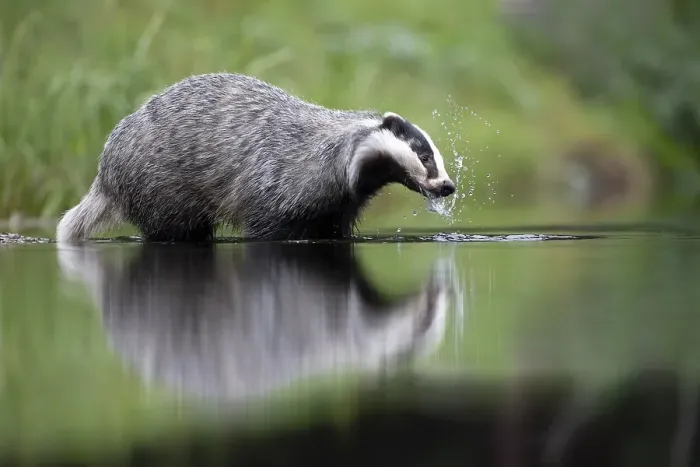 Framed Print : European badger (Meles meles) at a lake with reflection Framed Print : European badger (Meles meles) at a lake with reflection