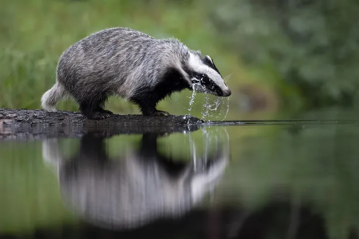 Framed Print : European badger (Meles meles) at a lake with reflection