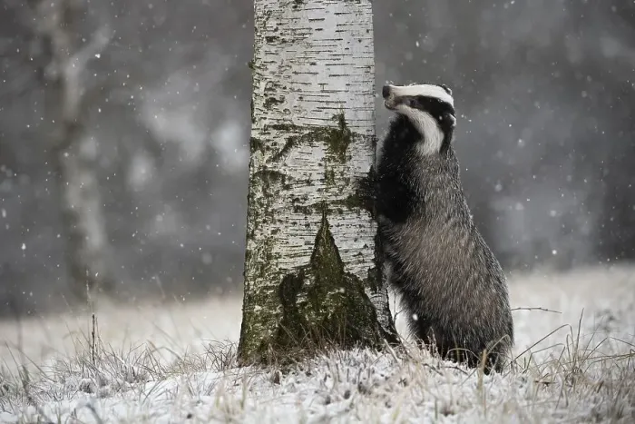 Framed Print : European badger (Meles meles) leaning against tree in winter