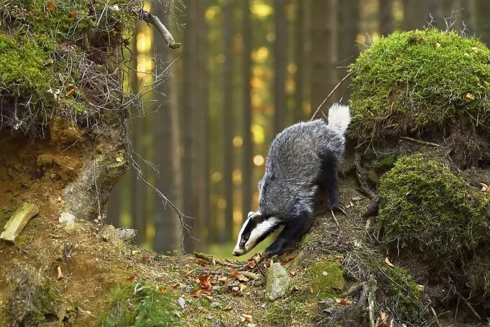 Framed Print : European badger (Meles meles), in the morning light on moss-covered hills standing in the forest Framed Print : European badger (Meles meles), in the morning light on moss-covered hills standing in the forest