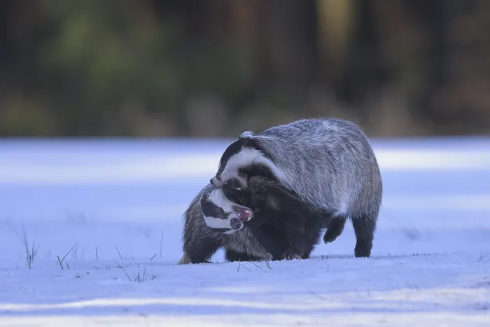 Framed Print : European badger (Meles meles), playful fight in a snowy landscape in the last light