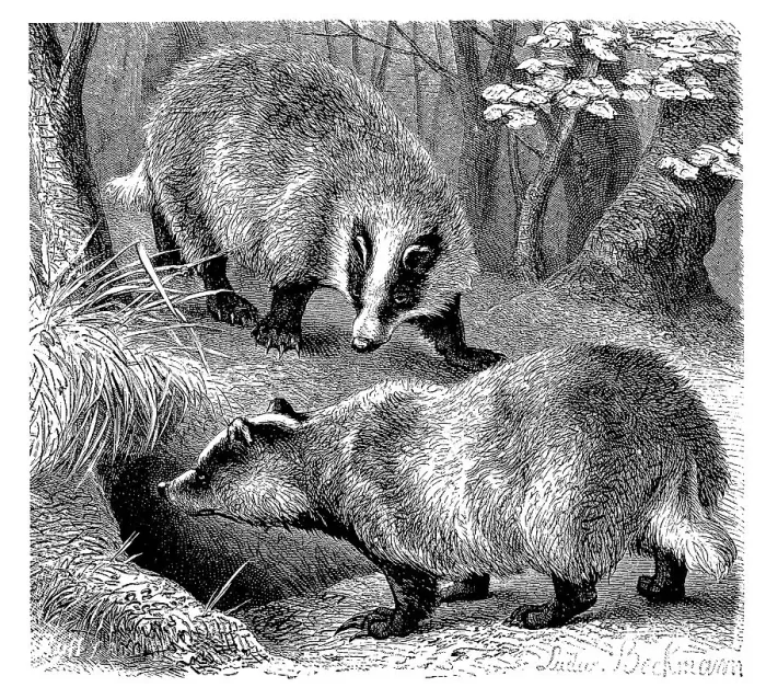 Framed Print : European badger (Meles meles), a predator from the marten family