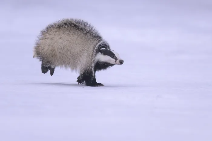 Framed Print : European badger (Meles meles), running in a snowy landscape