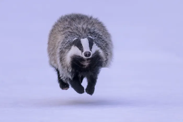 Framed Print : European badger (Meles meles), running in a snowy landscape Framed Print : European badger (Meles meles), running in a snowy landscape