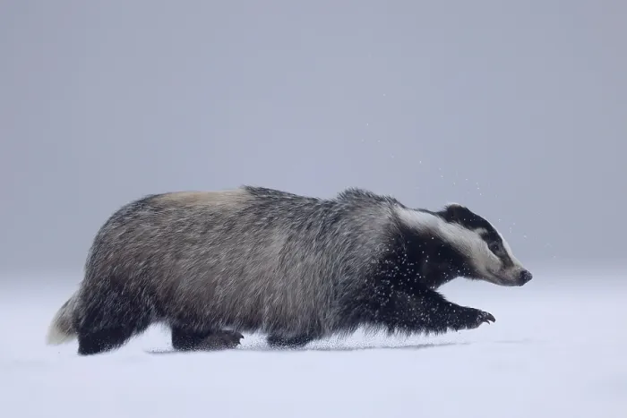 Framed Print : European badger (Meles meles), running in a snowy meadow Framed Print : European badger (Meles meles), running in a snowy meadow