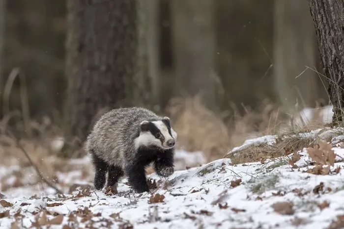 Framed Print : European badger (Meles meles) runs in snow