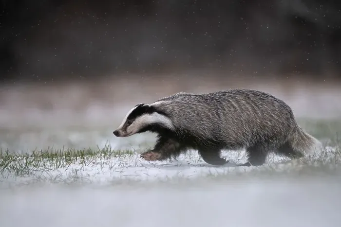 Framed Print : European badger (Meles meles) runs over snowy meadow during snowfall