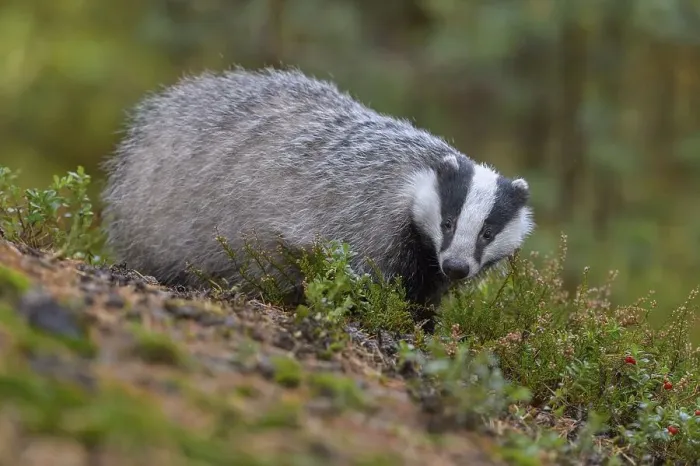 Framed Print : European badger (Meles meles), searching for food between heather