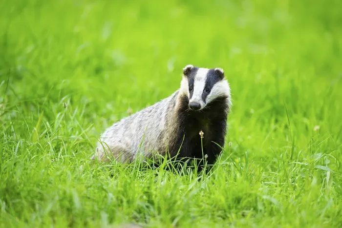 Framed Print : European badger (Meles meles) sitting in the grass