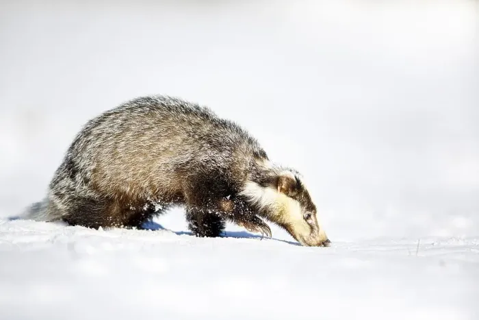 Framed Print : European badger (Meles meles), in snow
