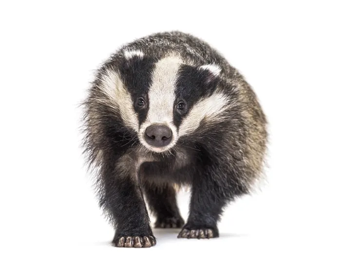 Framed Print : European badger walking towards the camera