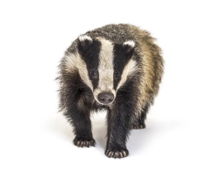 Framed Print : European badger walking towards the camera