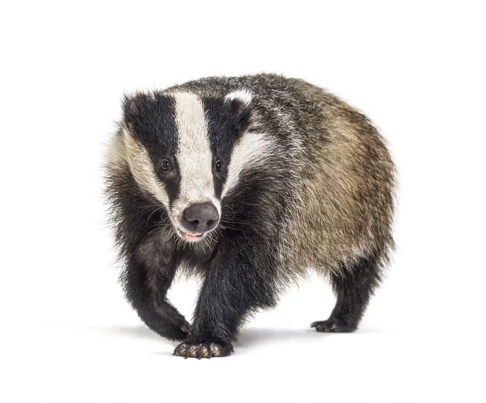 Framed Print : European badger walking towards the camera Framed Print : European badger walking towards the camera