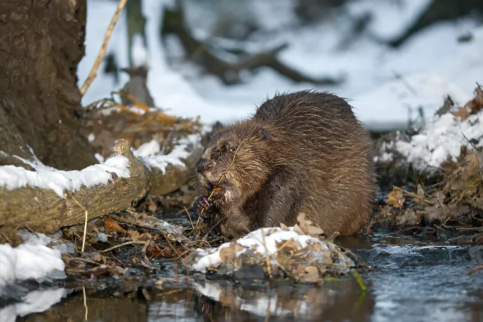 Framed Print : European Beaver (Castor fiber)