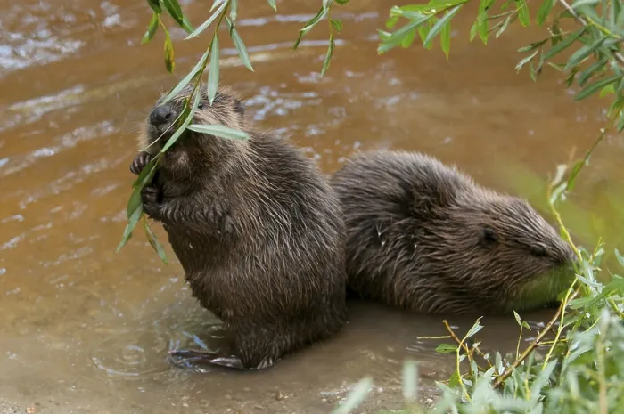 Framed Print : European beaver (Castor fiber) Framed Print : European beaver (Castor fiber)