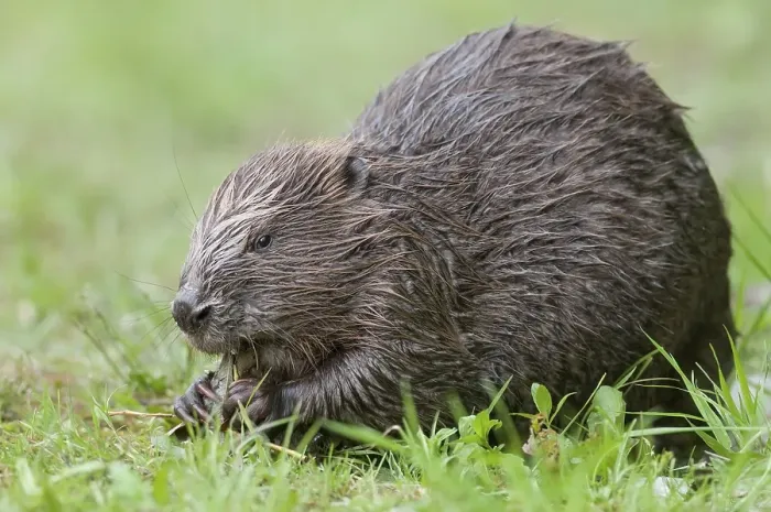 Framed Print : European beaver (Castor fiber) eats a willow branch Framed Print : European beaver (Castor fiber) eats a willow branch