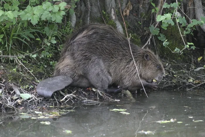 Framed Print : European beaver (Castor fiber) feeding on the bank of a pond