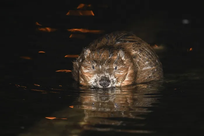 Framed Print : A European beaver sits in water and eats Framed Print : A European beaver sits in water and eats