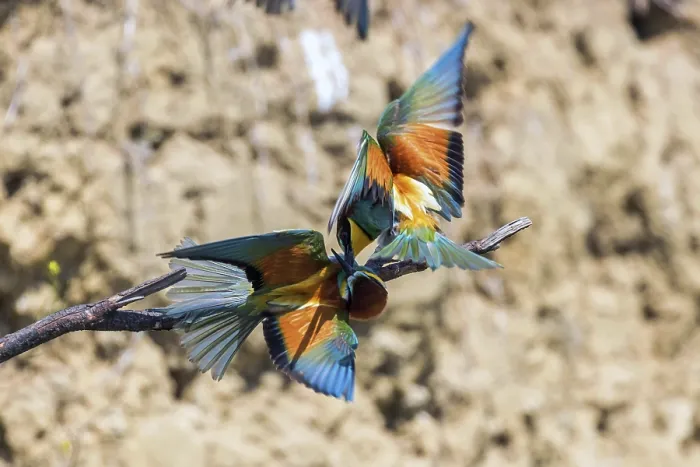 Framed Print : European Bee Eater In Flight (Merops Apiaster)