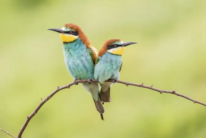 Framed Print : European bee-eater (Merops apiaster) Framed Print : European bee-eater (Merops apiaster)