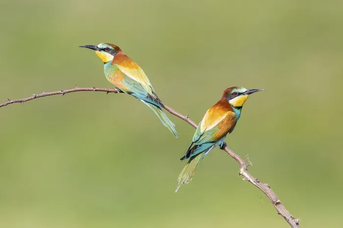 Framed Print : European bee-eater (Merops apiaster)