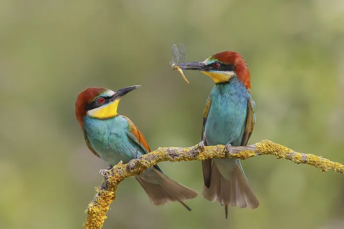 Framed Print : European bee-eater (Merops apiaster) Framed Print : European bee-eater (Merops apiaster)
