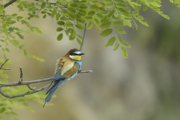 Framed Print : European bee-eater (Merops apiaster)