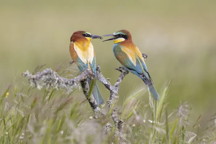Framed Print : European bee-eater (Merops apiaster) Framed Print : European bee-eater (Merops apiaster)