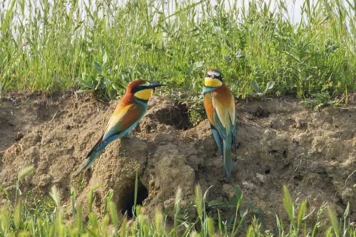 Framed Print : European Bee-Eater (Merops Apiaster)