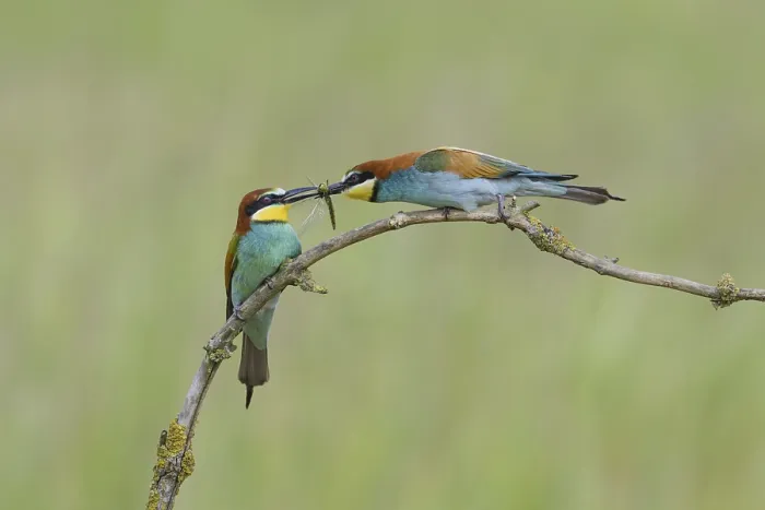 Framed Print : European bee-eater (Merops apiaster)