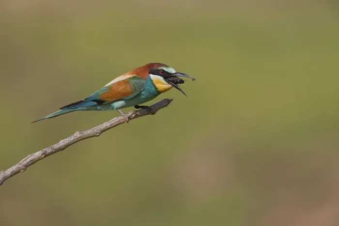 Framed Print : European Bee-eater (Merops apiaster)