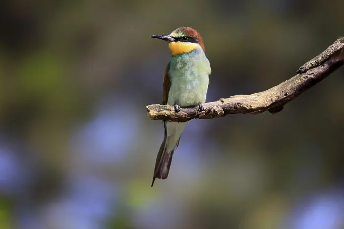 Framed Print : European bee-eater (Merops apiaster) Framed Print : European bee-eater (Merops apiaster)