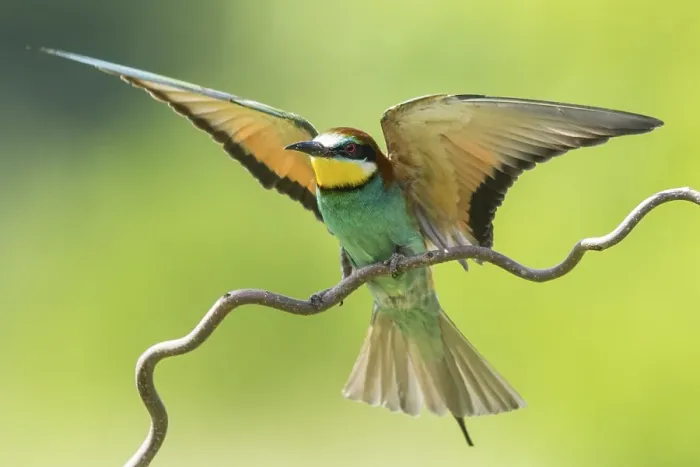 Framed Print : European bee-eater (Merops apiaster) approaching
