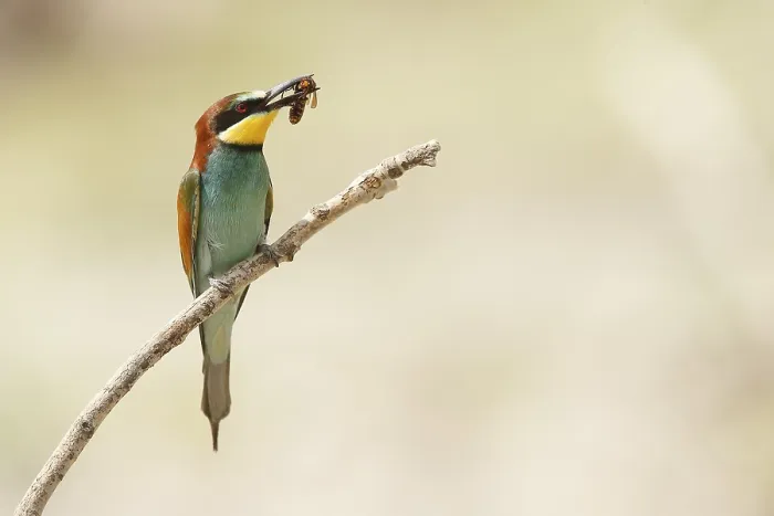 Framed Print : European Bee-eater (Merops apiaster) with bee in beak Framed Print : European Bee-eater (Merops apiaster) with bee in beak