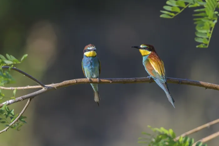 Framed Print : European Bee Eater (Merops apiaster) two on branch in summer