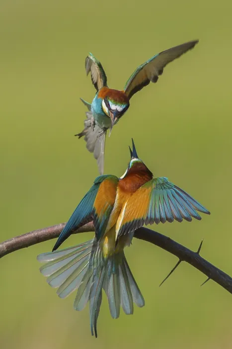 Framed Print : European Bee-eater (Merops apiaster) quarreling