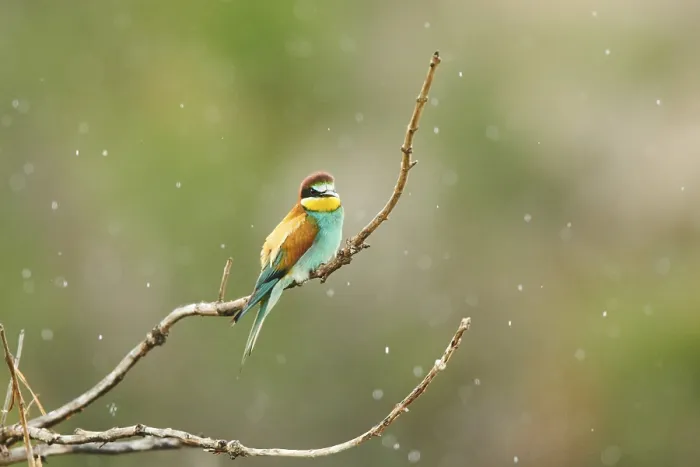 Framed Print : European bee-eater (Merops apiaster) sitting on a branch