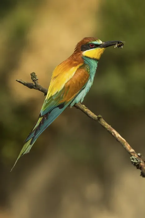 Framed Print : European bee-eater (Merops apiaster) sitting on branch