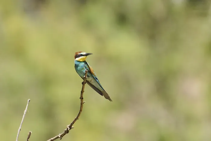 Framed Print : European bee-eater (Merops apiaster) sitting on a branch