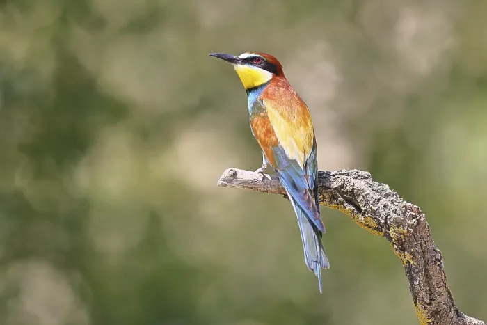 Framed Print : European bee-eater (Merops apiaster) sitting on a branch covered with green lichen
