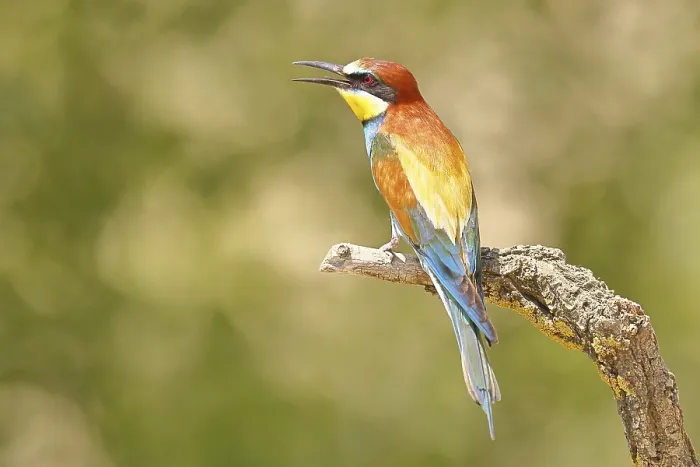 Framed Print : European bee-eater (Merops apiaster) sitting on a branch covered with green lichen