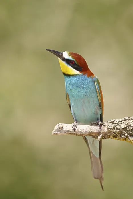 Framed Print : European bee-eater (Merops apiaster) sitting on a branch covered with green lichen Framed Print : European bee-eater (Merops apiaster) sitting on a branch covered with green lichen