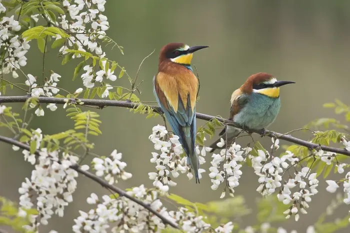 Framed Print : European bee-eater (Merops apiastera) in flowering Robinia, Rhineland-Palatinate, Germany, Europe